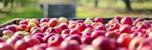 PhD study explores impact of drought on apple and wheat farmers in the Western Cape