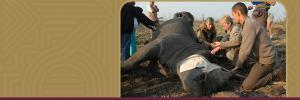 Pioneering study of TB in rhinos aids Kruger Park’s conservation efforts