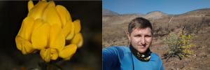 Polhilia – revision of lesser known Cape plant genus ensures conservation