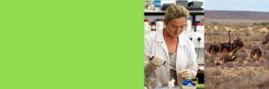  Progress being made in assisted reproduction techniques for ostriches