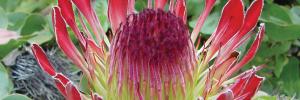 The Proteaceae are flagship species for conservation, and an integral part of our rich endemic Cape flora