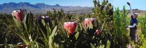 Research highlights Proteaceae growing conditions and suggests that global change forecasts are too optimistic