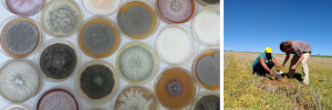 Researchers to uncover intricacies of life in the ‘rhizosphere’