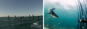 Sharksafe Barrier™ to compete in Innovation Summit’s pitching den