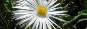 Shocking rate of plant extinctions in South Africa