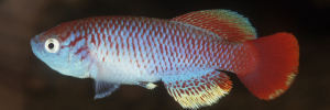 Small fish species from the Serengeti named for Sir David Attenborough