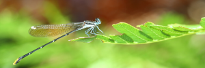 So kan mense insekte help bewaar