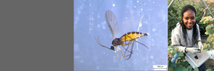 South African entomopathogenic nematodes effectively kill fungus gnat pests