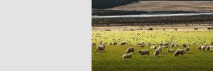 South Africa’s dualistic farming structure is not sustainable
