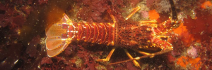 Studie bewys Weskus-kreef kan smaak vir indringermossels ontwikkel