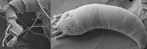 Study sheds new light on grapevine mites, their management
