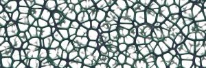 SU joins global search for treatment of neuromuscular disorders