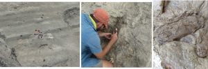 SU Sedimentologist helps uncover rare dinosaur nesting site in Central Utah (USA)