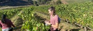 ​SU viticulture project on climate change featured on CNN