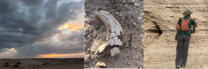 SU's fossil expert returns with great news from expedition in Mongolia
