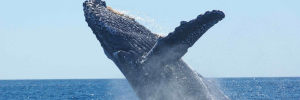 Take action to save our oceans