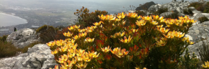 “Team effort needed” to tackle top priorities to conserve South Africa’s natural heritage