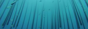 Top honours for SharkSafe Barrier