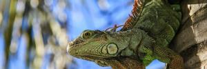 Trade in wildlife spreading disease and invasive species