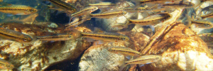 Trout ‘voracious predators’ of indigenous Redfins