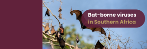 Understanding Bat-Borne Viruses: CERI's Monthly Seminar Highlights One Health Approach