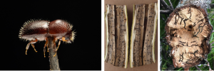 Unmitigated economic impact of polyphagous shot hole borer estimated at R275 billion