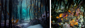 US en Sea Change Project snoer kragte saam om mariene biodiversiteit in Suid-Afrikaanse seewierwoude te dokumenteer