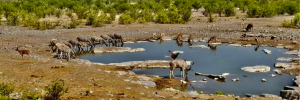 Use of wild species to benefit people should be sustainable, safe and legal