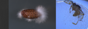 Using local entomopathogens to control the Mediterranean fruit fly