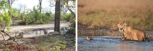 Is vleiland leeus geneties verskillend van ander leeus?