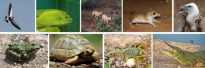Wêreldnatuurlewedag: VN bevorder volhoubare gebruik van bedreigde spesies