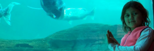 What do we know about mommy sharks and their babies?