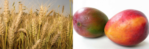 Wheat straw, mango peels could be used for renewable food packaging