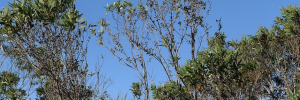 When Port Jacksons fall, other invasive species rise