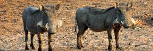 Why warthogs are useful in figuring out how bovine TB spreads