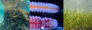 World Oceans Day: Interesting facts about alien species, worms and seagrass
