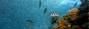 World Oceans Day: We need to treasure our oceans