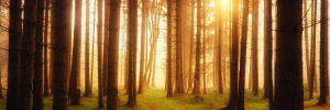 World Wildlife Day: Mapping alien trees to protect our forests