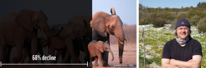 WWF Living Planet Report: two-thirds decline in wildlife populations on average since 1970