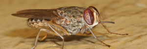 Zambezi Valley may soon be too hot for tsetse flies