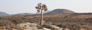 Adaptive capacity of plants in drylands and deserts is “globally exceptional”