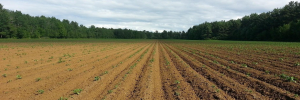 Multiple perspectives on digitalisation, AI, sustainability, and soil protection