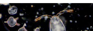 Plankton Manifesto unveils importance of “invisible organisms”