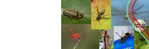Some insects are declining, but what’s happening to the other 99%?