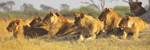 Tel van leeus in die Krugerwildtuin noodsaaklik vir bewaring