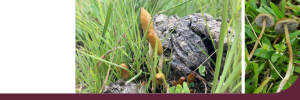 Twee nuwe Psilocybe-sampioenspesies in Suider-Afrika ontdek