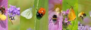 Why should we care about insects?
