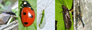 Why we should value insects