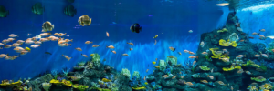 World Oceans Day: We must promote a sustainable blue economy