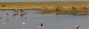 A picture of flamingos, wildebeest, and zebras drinking at waterhole.